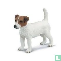 Jack Russell Terrier