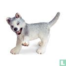 Husky chiot