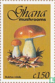 Champignons                   