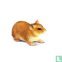 Hamster