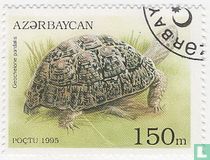 Schildkröte