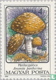 Amanite panthère acheter