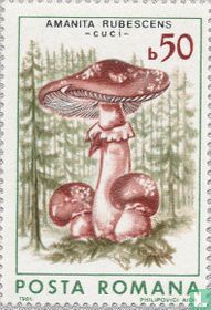 Champignons