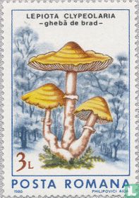 Champignons