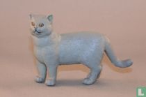 Chartreux