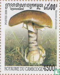 Champignons           