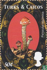 Champignons      