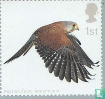 Oiseaux de proie
