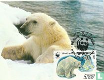 Les ours polaires