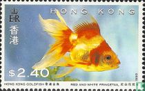 Goldfish for sale