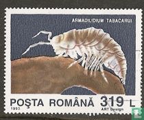 Armadilidium tabacarui