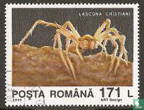 Lascona cristiani