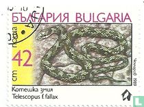 European cat snake