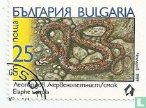 European ratsnake