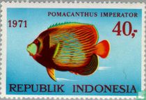 Native fish for sale