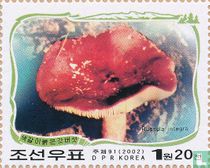 Paektu champignons dans les montagnes       