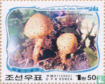 Paektu champignons dans les montagnes       