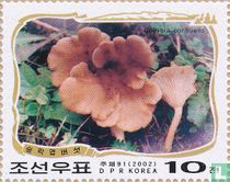 Paektu champignons dans les montagnes   