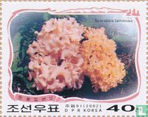 Paektu champignons dans les montagnes     