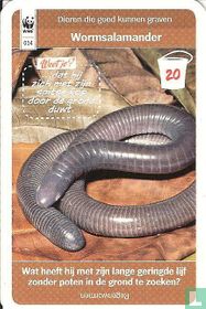 Wormsalamander