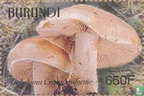 Champignons           