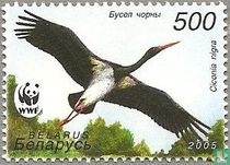Cigogne noire