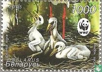 Cigogne noire