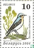 Singvögel (beschichtet)