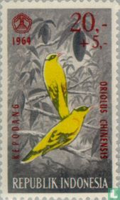 Black-naped oriole for sale