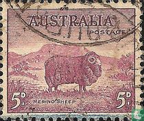 Merino Sheep