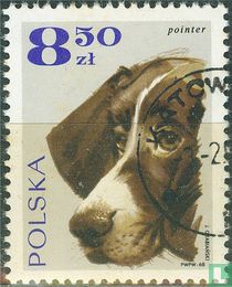 Chiens acheter