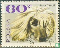 Honden kopen