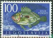 Marine animals