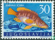 Marine animals