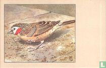 Bandvink / Cou-coupé / Bandfink / Cut-Throat or Ribbon Finch / Amandina fasciata