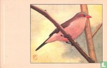 Napoleonnetje / Bec de corail / Grauastrild / Red Eared Waxbill / Estrilda troglodytes