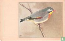 Japanse Nachtegaal / Rossignol du Japon / Sonnenvogel / Pekin Robin / Liotrix lutea