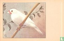 Witte Rijstvogel / Padda Blanc / Weiszer Reisvogel / White Rice bird / Padda oryzivora domestica
