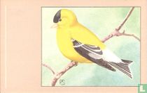Amerikaanse Putter / Tarin d'Amérique / Trauerzeisig / American Goldfinch / Carduelis tristis