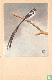 Dominicaner Wida / Veuve dominicaine / Dominikaner Witwe / Pintail Whydah / Vidua macrura