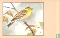 Europese Kanarie / Serin Cini / Girlitz / Serin Finch / Serinus canarius