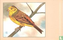 Geelgors / Bruant jaune / Goldammer / Yellow Bunting / Emberica c. citrinélla