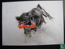 Kiko, de rasta-dog, in de sneeuw