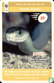 Zwarte mamba