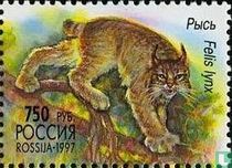 Eurasian lynx