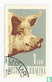 Dieren