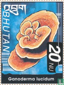 Paddenstoelen   