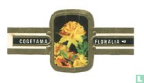 Floralia (zwarte vleugels) sigarenbandjes catalogus