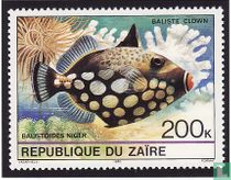 Tropische Fische kaufen