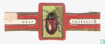 [Chrysochus Auratus]